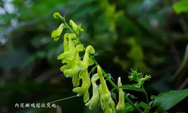 紫堇花的花语及寓意(紫堇花传递的情感和美好愿望) 紫堇花的花语及寓意(紫堇花传递的情感和美好愿望)