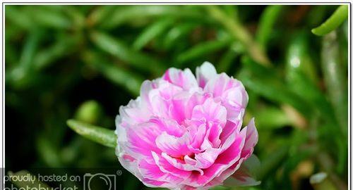 松叶牡丹播种的最佳时间是什么时候？播种后如何照料？