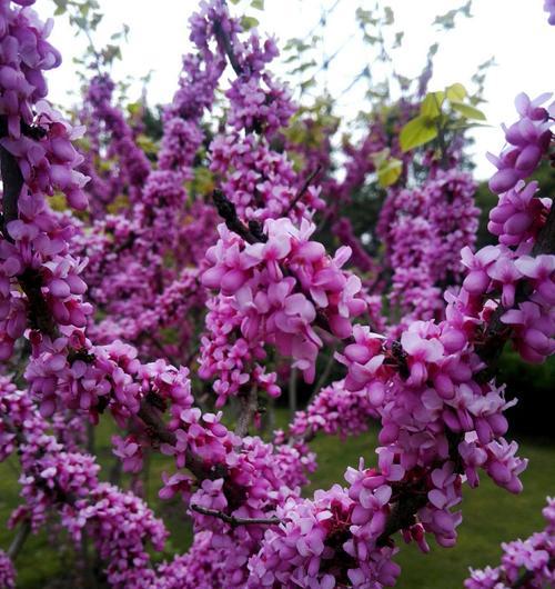 紫堇花的花语及寓意(紫堇花传递的情感和美好愿望) 紫堇花的花语及寓意(紫堇花传递的情感和美好愿望)