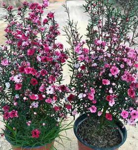 松叶牡丹播种的最佳时间是什么时候？播种后如何照料？