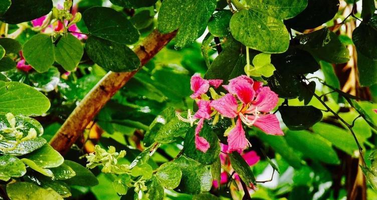 紫堇花的花语及寓意(紫堇花传递的情感和美好愿望) 紫堇花的花语及寓意(紫堇花传递的情感和美好愿望)