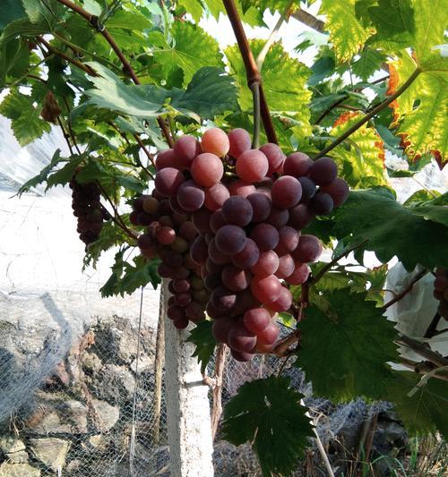 玫瑰香葡萄有籽吗？如何挑选无籽品种？