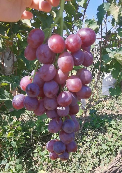 玫瑰香葡萄有籽吗？如何挑选无籽品种？