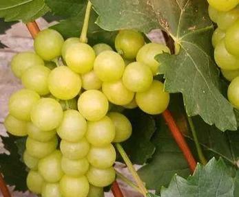 玫瑰香葡萄有籽吗？如何挑选无籽品种？