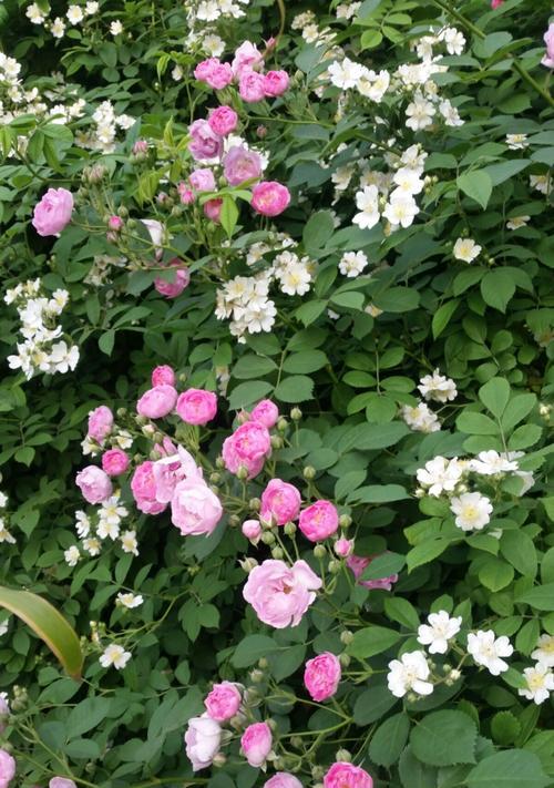 黑蔷薇花语（探寻黑蔷薇的含义与魅力）