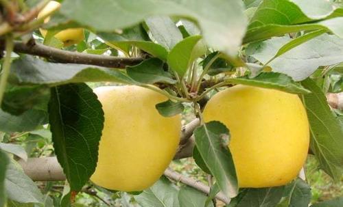 苹果最佳种植时间是什么时候？如何确保种植成功？