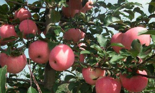 苹果最佳种植时间是什么时候？如何确保种植成功？