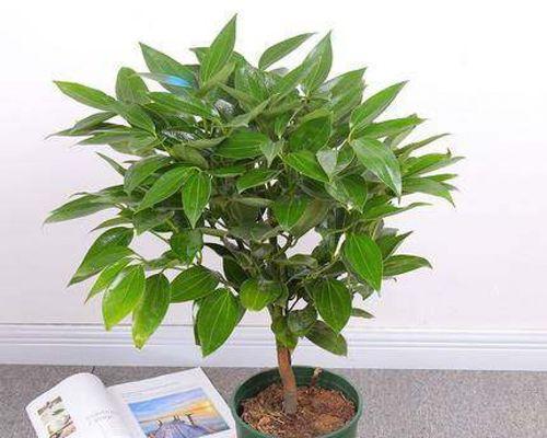 祥瑞之植(通过这15个植物了解平安的象征) 祥瑞之植(通过这15个植物了解平安的象征)