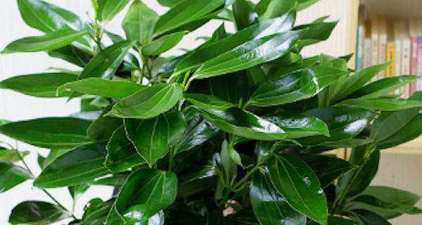 祥瑞之植(通过这15个植物了解平安的象征) 祥瑞之植(通过这15个植物了解平安的象征)