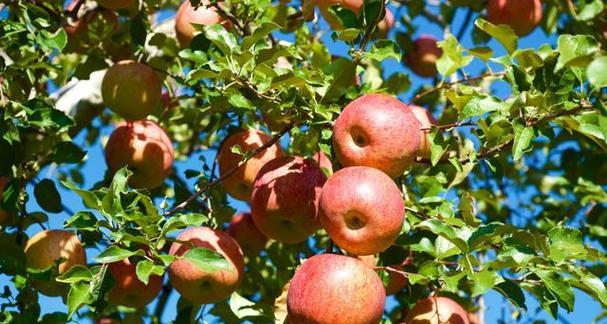 苹果最佳种植时间是什么时候？如何确保种植成功？