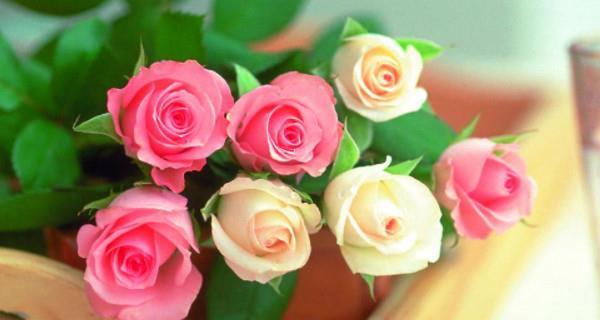 玫瑰花的美丽与象征意义（探寻玫瑰的深层寓意与文化内涵）