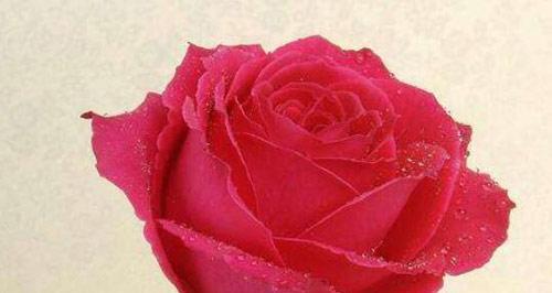 玫瑰花的美丽与象征意义（探寻玫瑰的深层寓意与文化内涵）