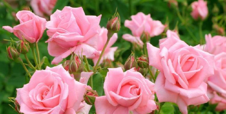 玫瑰花的美丽与象征意义（探寻玫瑰的深层寓意与文化内涵）