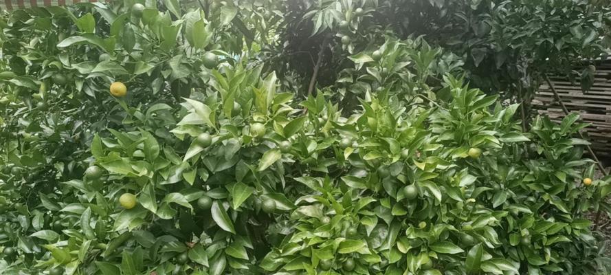 丑橘种植需要什么样的气候和温度条件？