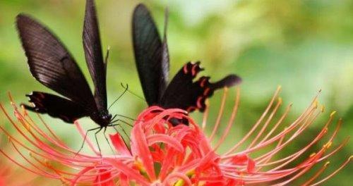 曼陀沙华之美（探寻曼陀沙华的花语）