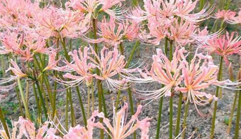 曼陀沙华之美（探寻曼陀沙华的花语）