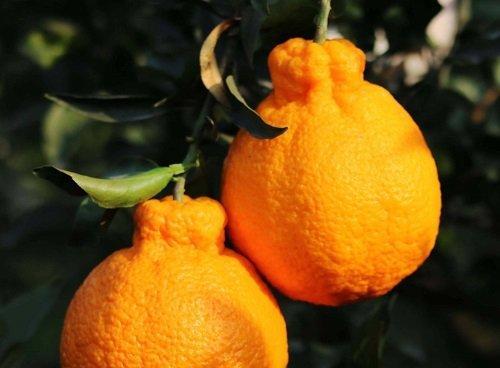 丑橘种植需要什么样的气候和温度条件？