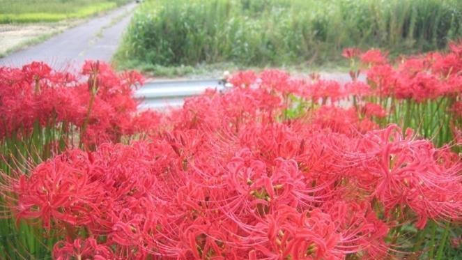 曼陀沙华之美（探寻曼陀沙华的花语）