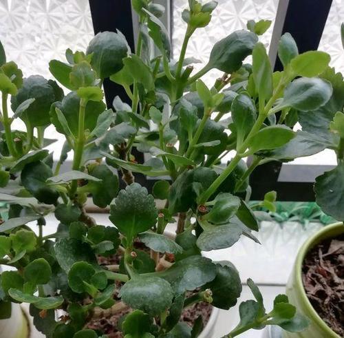 长寿花夏季养护技巧有哪些？如何正确养殖长寿花？