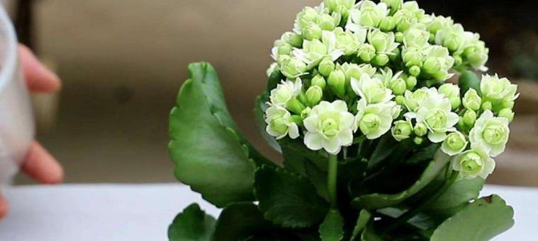 长寿花夏季养护技巧有哪些？如何正确养殖长寿花？