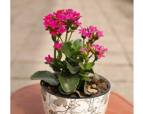 长寿花夏季养护技巧有哪些？如何正确养殖长寿花？