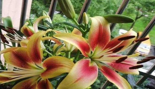 妖艳花语之秋海棠(秋海棠的妖艳花语解读与赏析) 妖艳花语之秋海棠(秋海棠的妖艳花语解读与赏析)