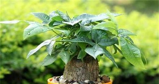 大蒜泡水浇发财树可行吗？有什么注意事项？