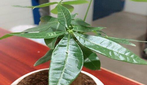 大蒜泡水浇发财树可行吗？有什么注意事项？