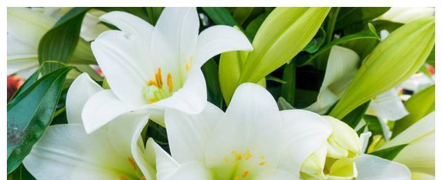 以百合花为主题的幸福花语（花开如百合）