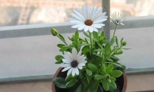 以百合花为主题的幸福花语（花开如百合）