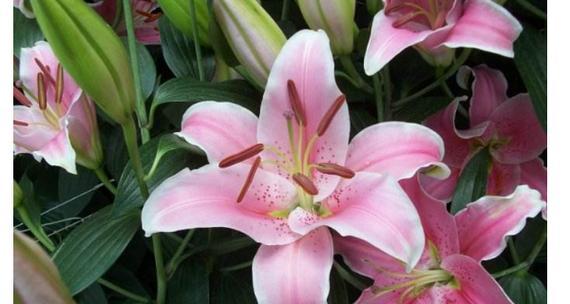 以百合花为主题的幸福花语（花开如百合）