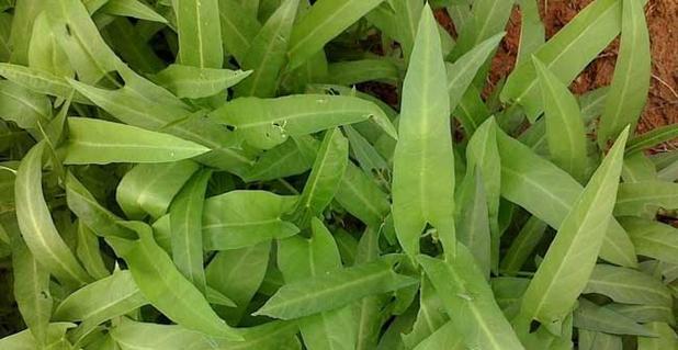 空心菜病毒病有哪些症状？如何有效防治？