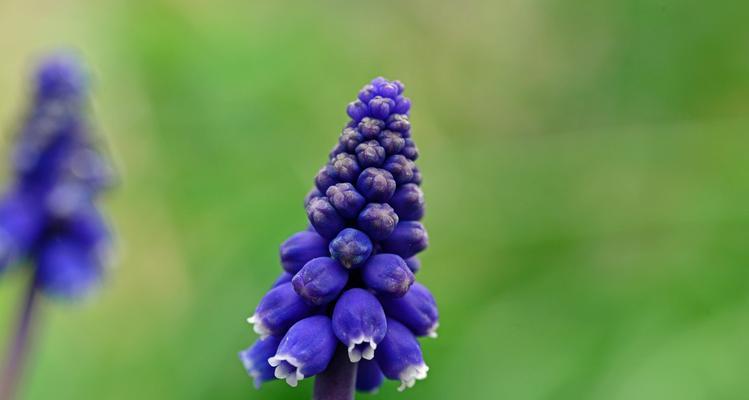 葡萄风信子花语及其意义（探秘葡萄风信子的独特花语与象征意义）