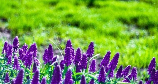 葡萄风信子花语及其意义（探秘葡萄风信子的独特花语与象征意义）