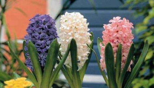 葡萄风信子花语及其意义（探秘葡萄风信子的独特花语与象征意义）