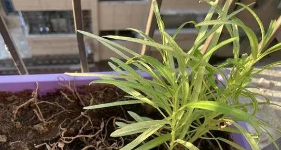 空心菜病毒病有哪些症状？如何有效防治？