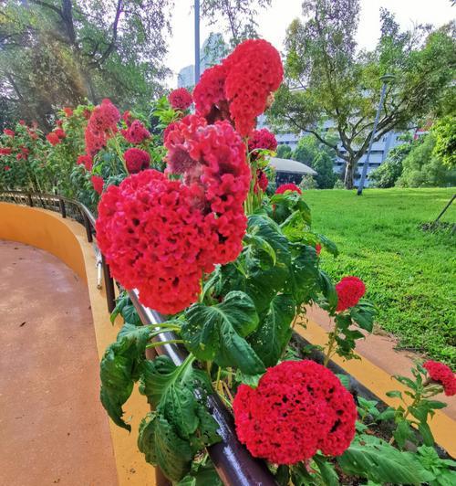鸡冠花的神秘寓意(揭开鸡冠花背后的文化象征) 鸡冠花的神秘寓意(揭开鸡冠花背后的文化象征)