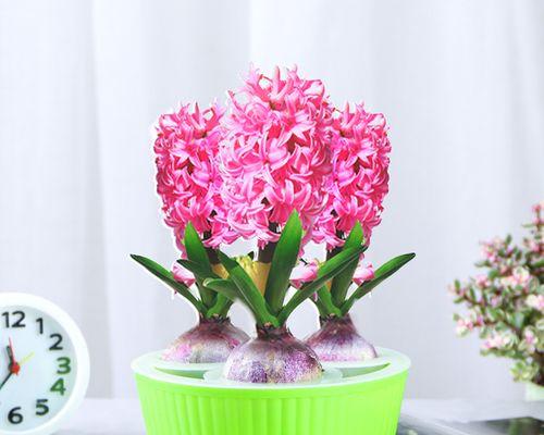 水培种球花卉有哪些种类?如何选择适合的水培花卉? 水培种球花卉有哪些种类?如何选择适合的水培花卉?