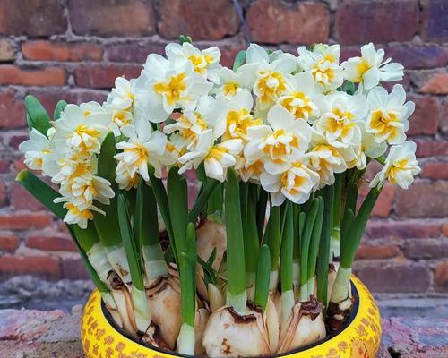 水培种球花卉有哪些种类?如何选择适合的水培花卉? 水培种球花卉有哪些种类?如何选择适合的水培花卉?