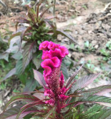 鸡冠花的神秘寓意(揭开鸡冠花背后的文化象征) 鸡冠花的神秘寓意(揭开鸡冠花背后的文化象征)