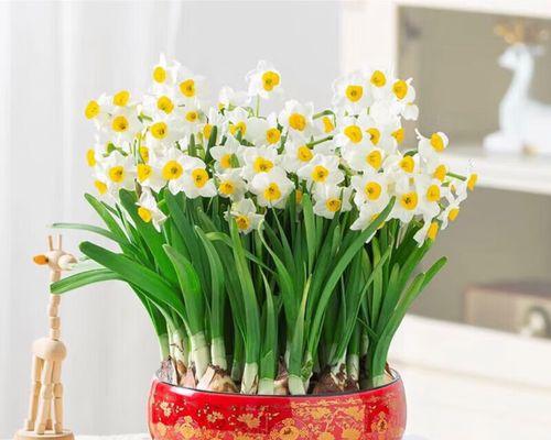 水培种球花卉有哪些种类?如何选择适合的水培花卉? 水培种球花卉有哪些种类?如何选择适合的水培花卉?