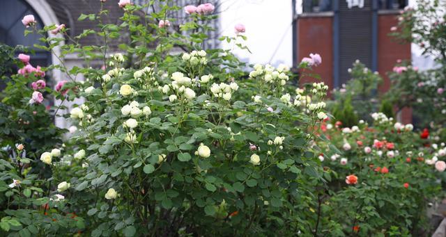 奶油龙沙月季是藤本还是灌木？如何区分藤本和灌木植物？
