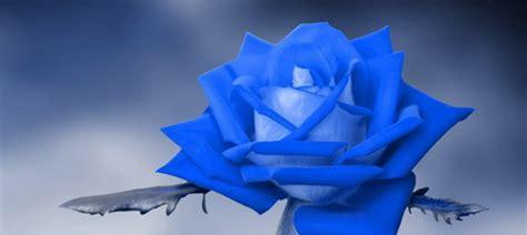 以蓝玫瑰代表的含义是什么(解读蓝玫瑰的象征意义) 以蓝玫瑰代表的含义是什么(解读蓝玫瑰的象征意义)