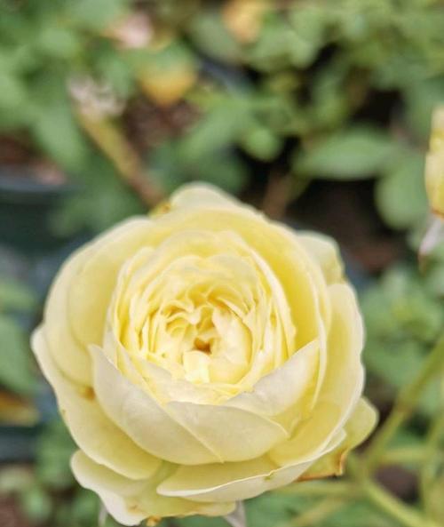 奶油龙沙月季是藤本还是灌木？如何区分藤本和灌木植物？