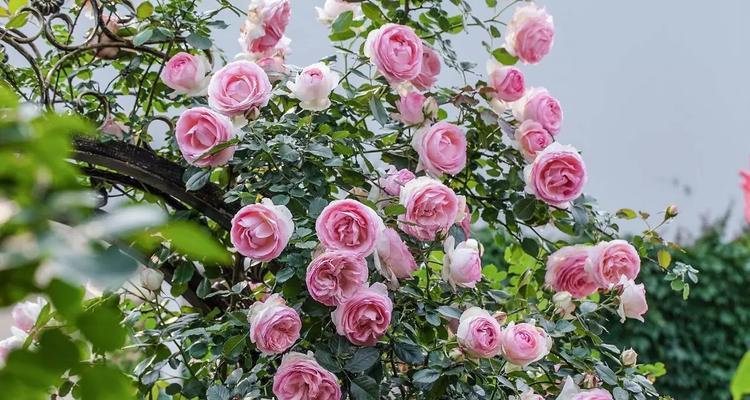 奶油龙沙月季是藤本还是灌木？如何区分藤本和灌木植物？