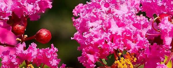 令人敬佩的花——花朵传递的尊敬和赞赏（各具特色的敬佩花种）