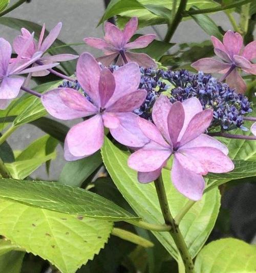 令人敬佩的花——花朵传递的尊敬和赞赏（各具特色的敬佩花种）