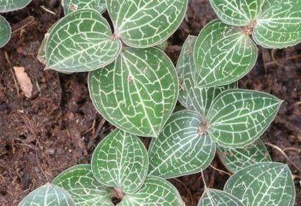 金线莲的生长周期是多长时间？如何正确养护以延长其生命周期？