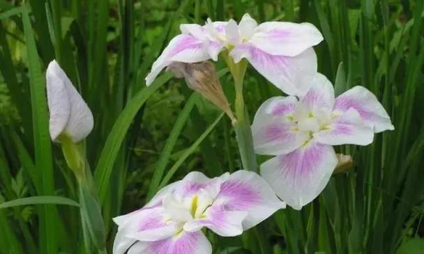 令人敬佩的花——花朵传递的尊敬和赞赏（各具特色的敬佩花种）