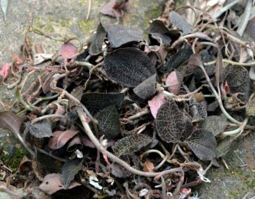 金线莲的生长周期是多长时间？如何正确养护以延长其生命周期？